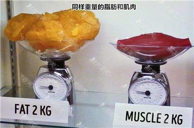 脂肪与肌肉重量对比图