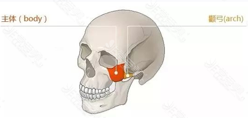 颧骨颧弓位置示意图