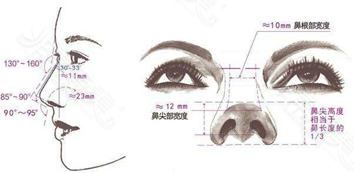 鼻部美学数据标准