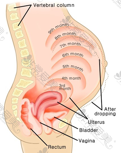 孕期各阶段都给阴道和盆底肌带来很大压力