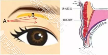 眼部结构分析图
