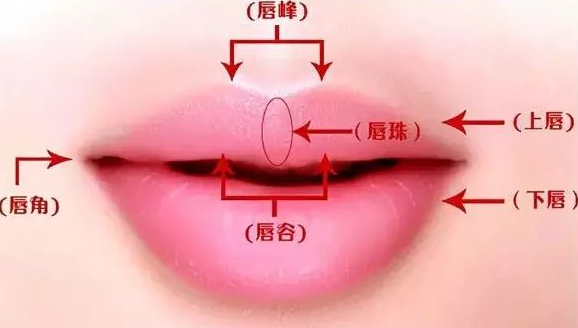 唇部结构示意图