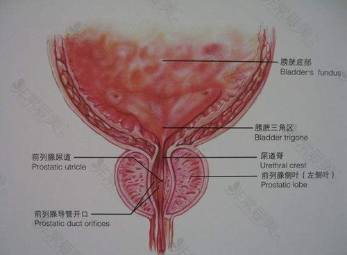 前列腺位置示意图
