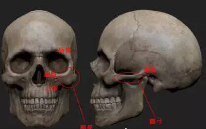 头骨结构示意图