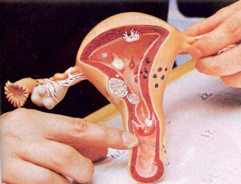 女性阴道结构展示图