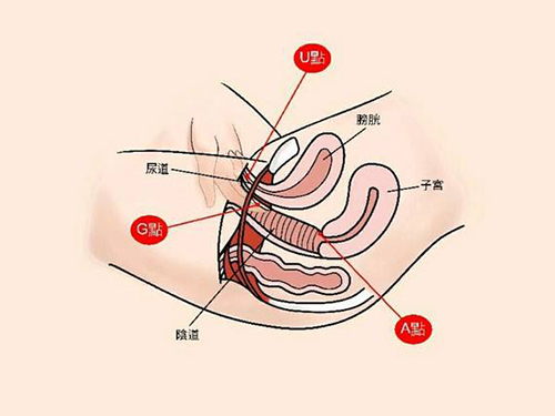 陰道結(jié)構(gòu)展示