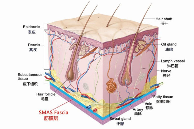皮肤分析图