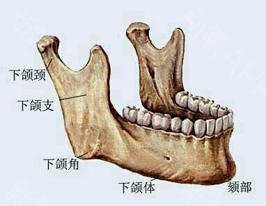 下颌角结构