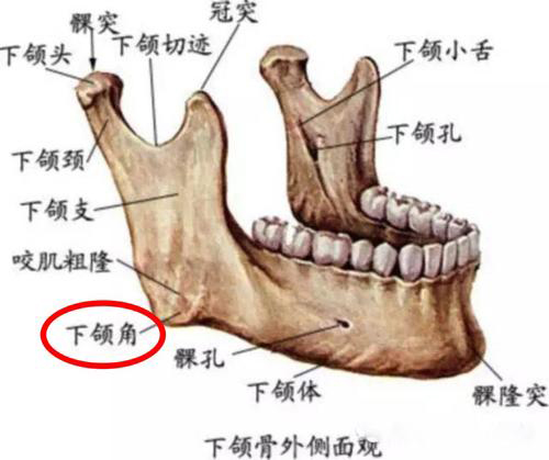 下颌结构组织图