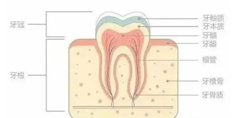 牙齒內(nèi)部結(jié)構(gòu)圖