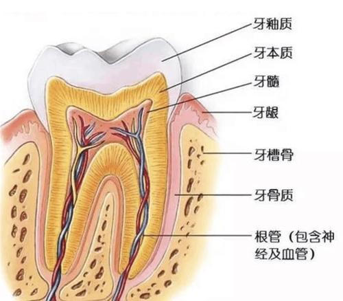 牙齿平面解剖图