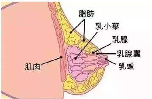 胸部解刨图