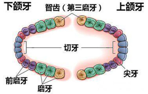 智齿生长示意图