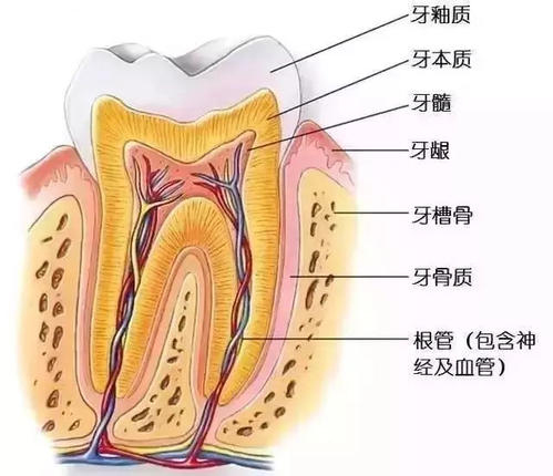 牙齒結(jié)構(gòu)