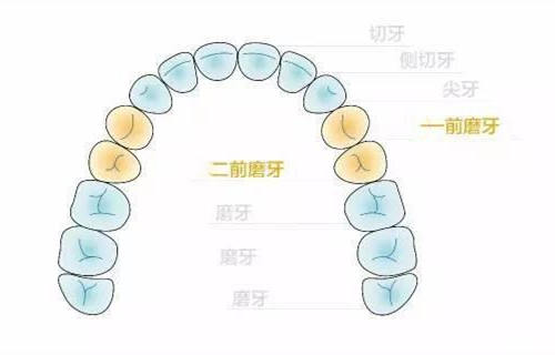 牙齒矯正需要拔哪些牙