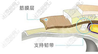 腿部筋膜层构造