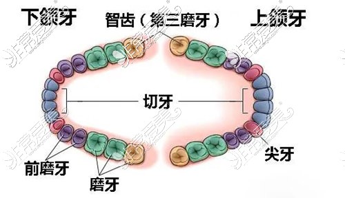 牙齿排列