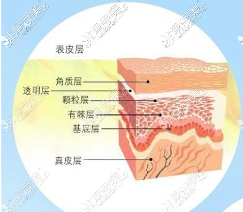 皮肤层次展示