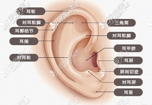耳朵结构展示