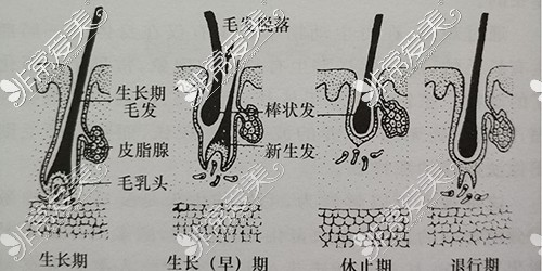 毛孔的生长方向图片