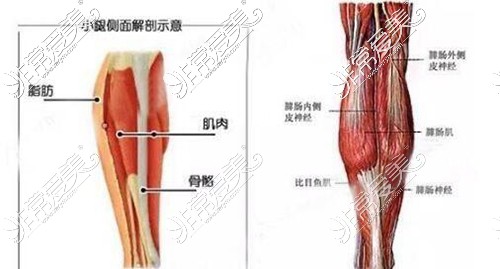 小腿側(cè)面解剖示意圖