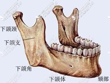 下颌骨示意图