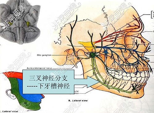 下颌神经分布图