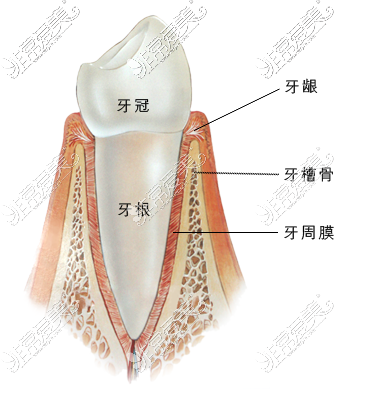牙齿结构