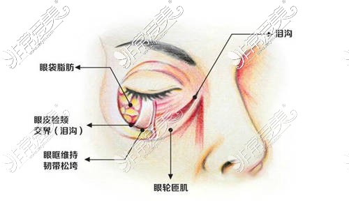 眼部组织情况