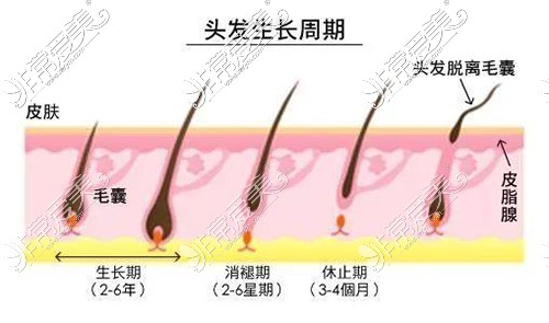 頭發(fā)生長周期