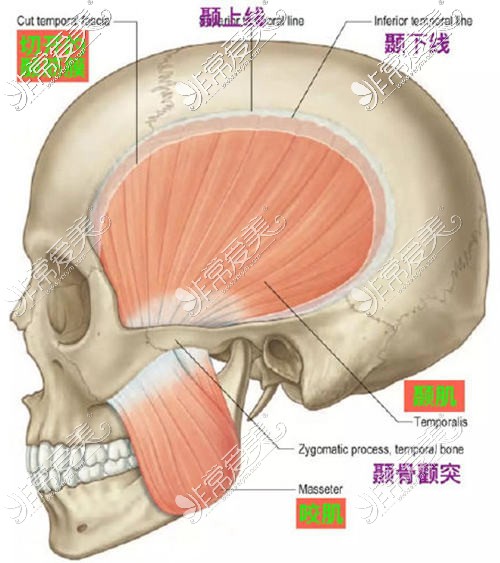 頜面咬肌位置示意圖