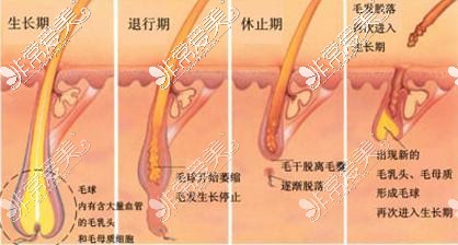 毛发生长周期