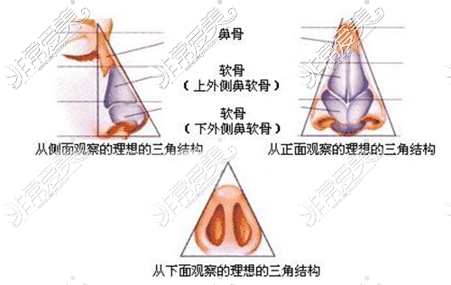 理想的鼻部結(jié)構(gòu)圖