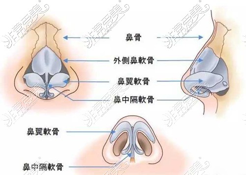 鼻部结构