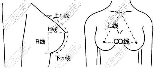 胸部美学标准