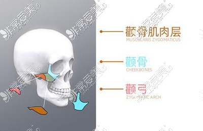 顴骨各部位組織照片