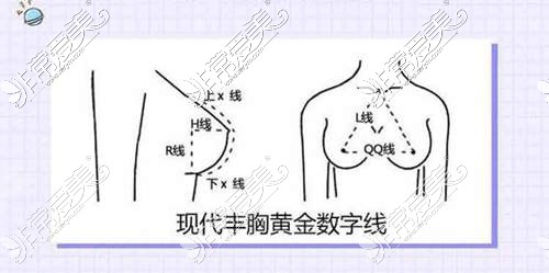 乳房黄金线