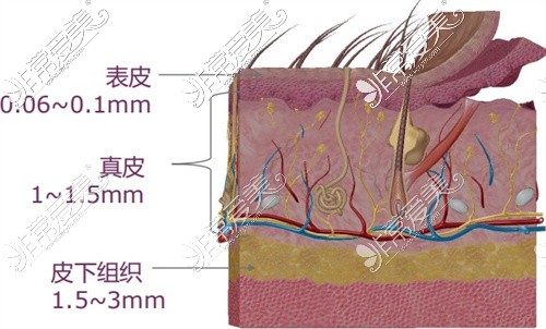 面部皮膚分層圖