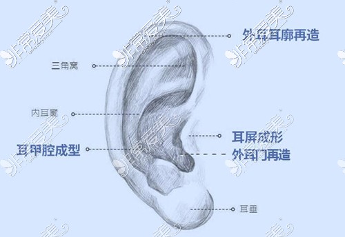 耳部结构示意图