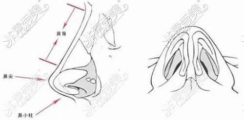 鼻部比例结构