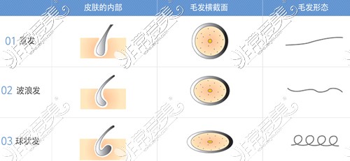 人体头发不同形状示意图