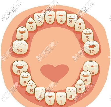 儿童牙齿排列顺序