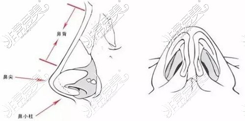 鼻部角度结构示意图