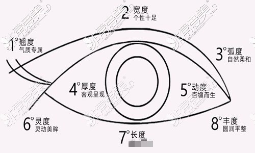 眼部比例图片