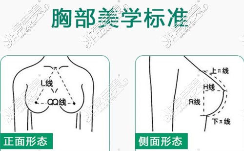 胸部美学标准