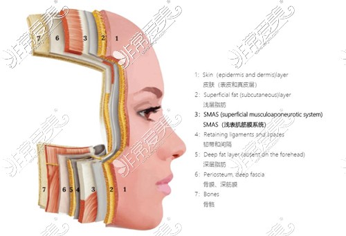 面部皮肤组织层次图示