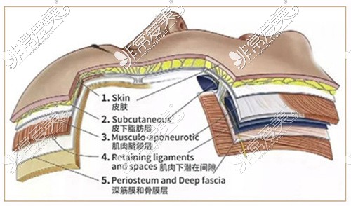 面部提升软组织五层展示