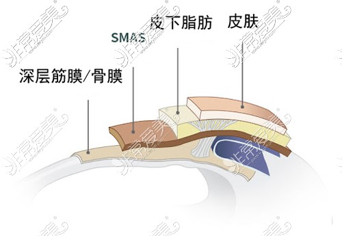 面部皮肤解剖层次