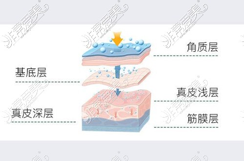 皮肤层次示意图