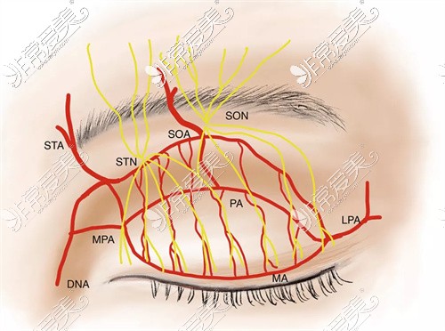 四川米兰柏羽整形的卢尚兵院长对于眼部血管神经的图片